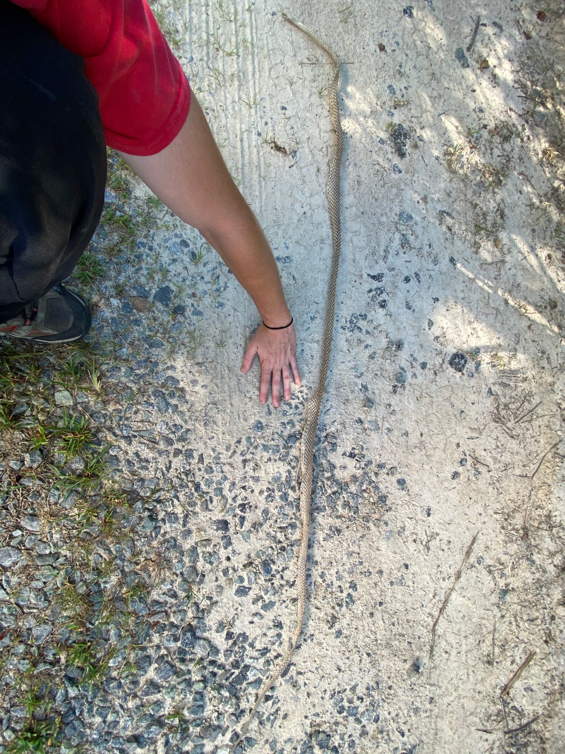 Snake Control Programs - Snake Control Solutions